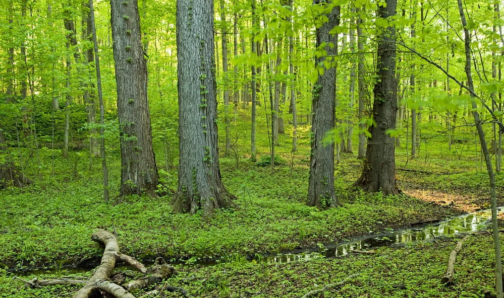Mawphlang Sacred Forest: Where 1,000 Years Of Faith Protects Nature's Cathedral